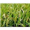 آفات برنج, بیماری های برنج, علف های هرز برنج, جگن ها, کشیده برگ ها, علف های هرز خانواده گندمیان, پهن برگ ها, سرخسها