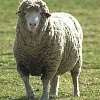 پرورش گوسفند, بیماری های گوسفند, تاسیسات و جایگاه پرورش گوسفند, تولید پشم, تولید شیر, زایمان, تغذیه, جیره نویسی, گوسفند نژاد بلوچی, گوسفند نژاد فراهانی, گوسفند پشمی, پرواربندی گوسفند, نرم افزار آموزشی پرورش گوسفند