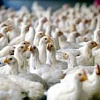 آموزش جامع مرغداری و مرغ گوشتی اورجینال