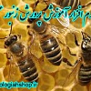 نرم افزار آموزش پرورش زنبور عسل, آموزش پرورش زنبور عسل, پرورش زنبور عسل, نژادهای مختلف زنبور عسل, ساخت کندو, تغذیه زنبور عسل, مدیریت پرورش زنبور عسل, بیماریهای زنبور عسل, آفات زنبور عسل, تولید ملکه, پرورش ملکه, فرآورده های زنبور عسل, تولید عسلک, زهر زنبور عسل, ژله رویان, بره موم, موم زنبور عسل, گرده گل, گرده افشانی