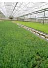 ازدياد نباتات , plant propagation ازدياد نباتات , plant propagation
