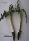 گياهان دارويي , medicinal plants گياهان دارويي , medicinal plants