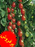 آموزش کاشت گوجه