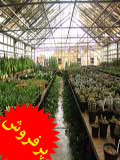 آموزش پرورش گل گلخانه ای