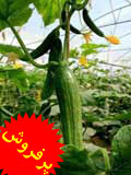 آموزش پرورش خیار گلخانه ای