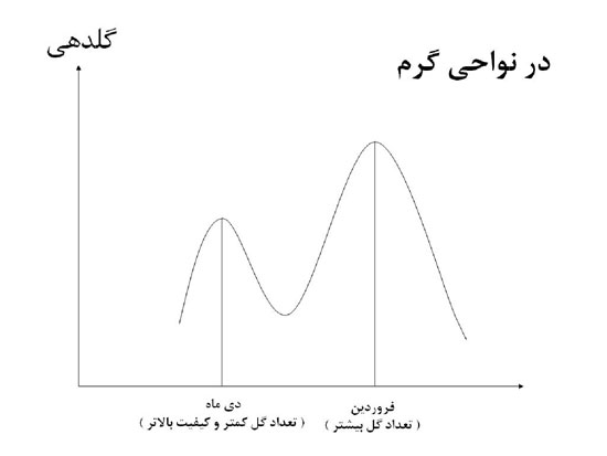رز, گلدهی رز در نواحی گرم رز, گلدهی رز در نواحی گرم