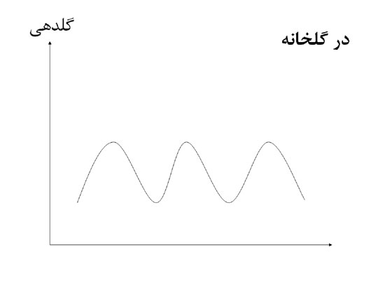 رز, گلدهی رز درگلخانه رز, گلدهی رز درگلخانه