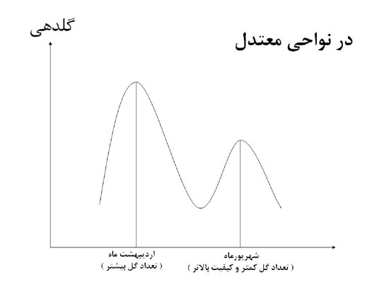 رز, گلدهی رز در نواحی معتدل رز, گلدهی رز در نواحی معتدل