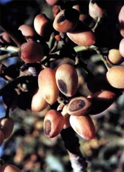 آفات پسته, بیماری های پسته, علف های هرز پسته, سن پسته, شپشک پسته, کنه پسته, شته پسته, علف کش های شیمیایی آفات پسته, بیماری های پسته, علف های هرز پسته, سن پسته, شپشک پسته, کنه پسته, شته پسته, علف کش های شیمیایی