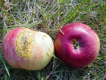 آفات ريشه و طوقه سیب, آفات تنه و شاخه سیب, آفات برگ و ميوه سیب, آفات گل و ميوه سیب, جوندگان فعال خسارت زا سیب, پوسيدگي هاي ريشه سیب, نماتدها سیب, شانكرهاي تنه و شاخه سیب, بيماريهاي شاخساره و ميوه سیب, بيماريهاي پس از برداشت سیب, اختلال هاي تغذيه اي سیب, اختلال هاي ناشي از عوامل طبيعي سیب, اختلال هاي پس از برداشت سیب, علف های هرز پهن برگ هاي يكساله سیب, علف های هرز پهن برگ هاي دائمي سیب, علف های هرز تك لپه اي هاي يكساله ودائمي سیب