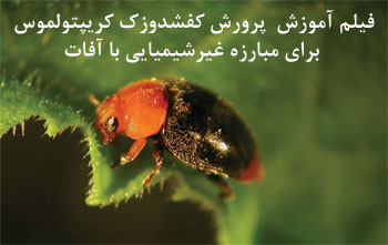 cryptolaemus montrouzieri , کفشدوزک کریپتولموس, پرورش کفشدوزک کریپتولموس, سوسک کریپتولموس, شپشک آردآلود, کنه قرمز, شته سیاه, حشره های مفید, مدیریت تلفیقی, مبارزه بیولوژیک, مبارزه غیرشیمیایی cryptolaemus montrouzieri , کفشدوزک کریپتولموس, پرورش کفشدوزک کریپتولموس, سوسک کریپتولموس, شپشک آردآلود, کنه قرمز, شته سیاه, حشره های مفید, مدیریت تلفیقی, مبارزه بیولوژیک, مبارزه غیرشیمیایی