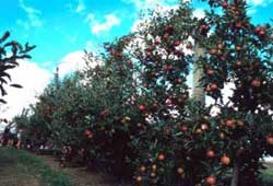 آموزش کاشت سیب, تاریخچه سیب, شناخت گونه های سیب, آشنایی با طعم سیب ها, نحوه پرورش سیب, شروع به احداث باغ, بررسی موقعیـت فعلی کاشت سیب, آموزش گرده افشانی, نحوه کاستن از بار درخت, شناخت و از بین بردن آفات, آموزش کامل و صحیح برداشت, نحوه تجارت سیب, چگونگی کاربردها, شناخت ابعاد فرهنگی آموزش کاشت سیب, تاریخچه سیب, شناخت گونه های سیب, آشنایی با طعم سیب ها, نحوه پرورش سیب, شروع به احداث باغ, بررسی موقعیـت فعلی کاشت سیب, آموزش گرده افشانی, نحوه کاستن از بار درخت, شناخت و از بین بردن آفات, آموزش کامل و صحیح برداشت, نحوه تجارت سیب, چگونگی کاربردها, شناخت ابعاد فرهنگی
