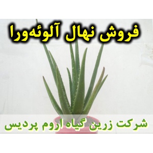 نهال آلوئه‌ورا