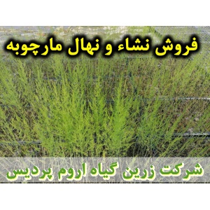نشا مارچوبه و نهال مارچوبه