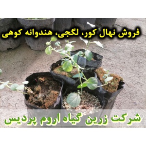 نهال کور، لگجی، هندوانه کوهی، داغ قارپوزی