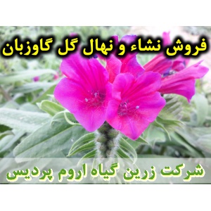 نشا گل گاوزبان و نهال گل گاوزبان