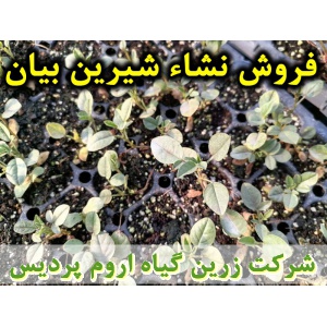 نشا شیرین بیان
