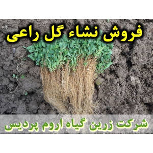 نشا گل راعی