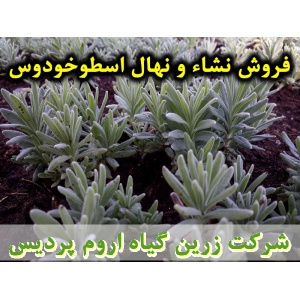 نشا اسطوخودوس و نهال اسطوخودوس