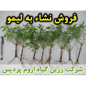 نشا به لیمو