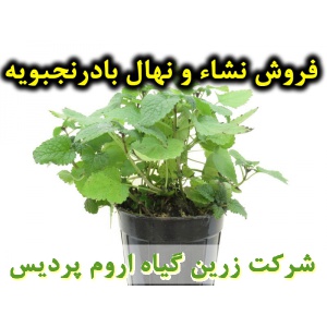 نشا بادرنجبویه و نهال بادرنجبویه