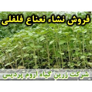 نشا نعناع فلفلی