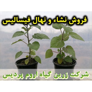 نشا فیسالیس و نهال فیسالیس