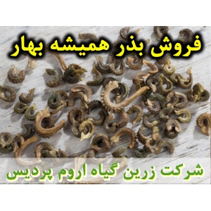 بذر همیشه بهار