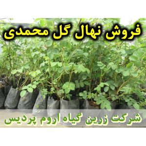 نهال گل محمدی