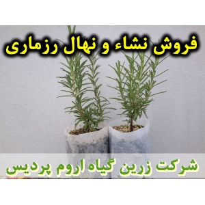نشا رزماری و نهال رزماری