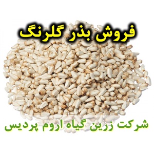بذر گلرنگ