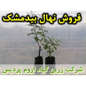 نهال بیدمشک