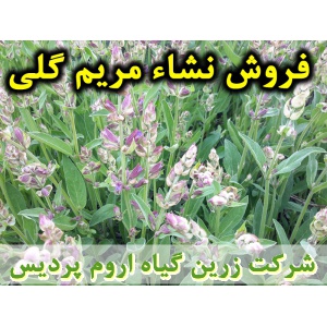 نشا مریم گلی