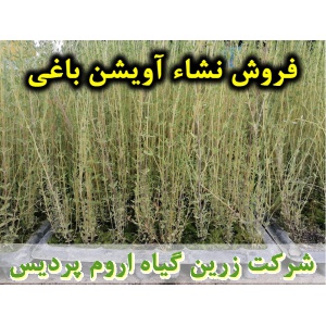 نشا آویشن باغی