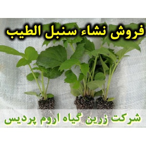 نشا سنبل الطیب