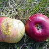 آفات ريشه و طوقه سیب, آفات تنه و شاخه سیب, آفات برگ و ميوه سیب, آفات گل و ميوه سیب, جوندگان فعال خسارت زا سیب, پوسيدگي هاي ريشه سیب, نماتدها سیب, شانكرهاي تنه و شاخه سیب, بيماريهاي شاخساره و ميوه سیب, بيماريهاي پس از برداشت سیب, اختلال هاي تغذيه اي سیب, اختلال هاي ناشي از عوامل طبيعي سیب, اختلال هاي پس از برداشت سیب, علف های هرز پهن برگ هاي يكساله سیب, علف های هرز پهن برگ هاي دائمي سیب, علف های هرز تك لپه اي هاي يكساله ودائمي سیب